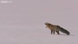 Fox Snow Dive - Yellowstone - BBC Two