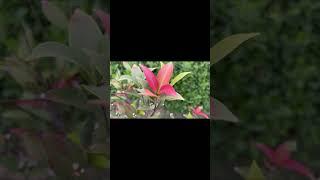 #nature #viral #viralshorts #youtubeshorts MHK entertainment