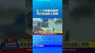網友直擊！小貨車栓黑狗 烈日柏油路上奔跑