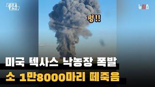 미국 텍사스 낙농장 폭발, 소 18000마리 떼죽음