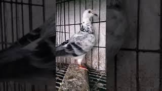 Afsan Grizil Pigeon in Bangladesh #Short