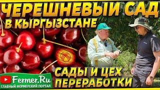 Черешневый сад как бизнес. Сколько ягоды с 1 гектара? Цех переработки. Садоводство Кыргызстана.