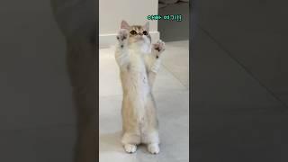 우리집 미어캣 #고양이 #개냥이 #cat #아기고양이 #vlog