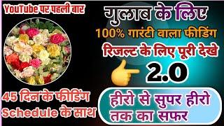 गुलाब के लिए 100% गारंटी वाला फीडिंग हीरो से सुपर हीरो तक का सफर 45 दिन'के फीडिंग Schedule के साथ