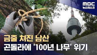 [지구한바퀴] 금줄 두른 남산의 나무들‥곤돌라 놓이면 일부 훼손 불가피 (2024.07.20/뉴스데스크/MBC)