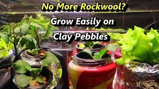 Planting Seeds on Hydroponic Clay Pebbles Without Rockwool