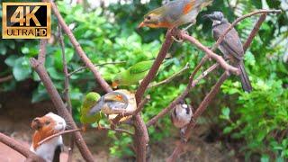 Advertisement-free Cat TV 10 Hours of Birds Birds and Rabbits Scramble for Food on Branches-4K HDR