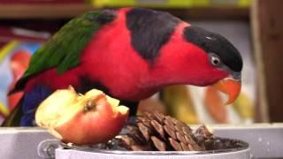 Lorius lory parrot at HappyBirds.Ru: petted, talks Russian, eats apple. HQ, FullHD