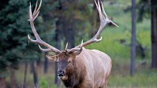 Largest Elk Bull Sheds His Antlers