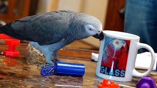 New Shopify Store | Apollo the Talking Parrot Livestream