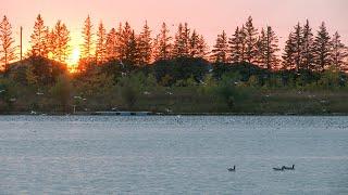 Sunset Goose Flights: How You Can Experience a Natural Phenomenon During Fall Migration