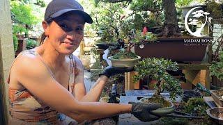 Azalea Bonsai care in Autumn.