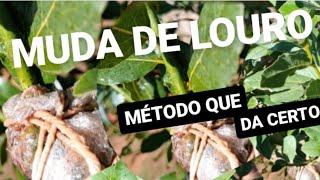 COMO CULTIVAR MUDAS DE LOURO: MÉTODO INFALÍVEL PARA PLANTAR EM CASA