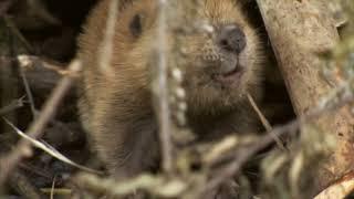 It's All Connected: Beavers and Oysters