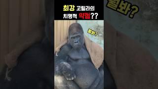 최강 고릴라의 치명적인 약점???