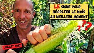 Comment récolter le maïs au bon moment ?