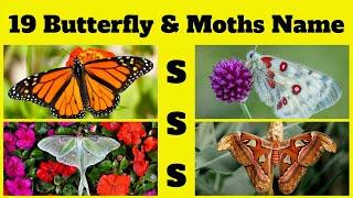 ABCs of Butterflies & Moths | 19 Butterfly & Moths Name Start with S | English Vocabulary Part-18