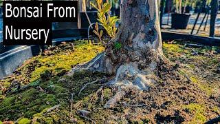 Finding cheap bonsai from local nursery