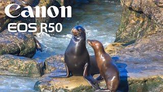 La Jolla Cove Seals, Sea Lions & Pelicans | Canon R50 Sample Footage with 18-45mm and 100-400mm Lens