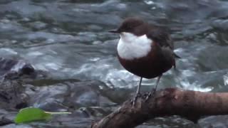 Dipper on River Clyne, Swansea, Wales