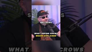 what it means to see a crow…