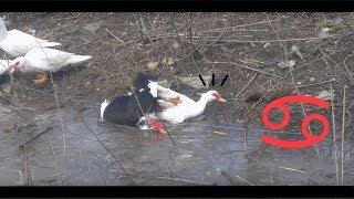 The Explosive Sexual Life of the Duck in the Water 