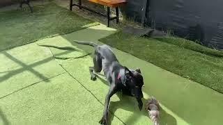 ASOPTED! Winnie- Available for Adoption or Foster. June 2024