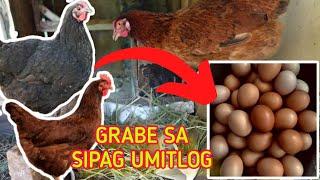 PARANG EGG MACHINE PALA ANG RHODE ISLAND RED AT BLACK AUSTRALORP || Raising Chickens Vlog 3