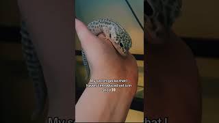 MY SECRET LEOPARD GECKO