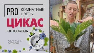 Цикас | Саговая пальма | Саговник | Неприхотливая комнатная пальма для любителей необычных растений.