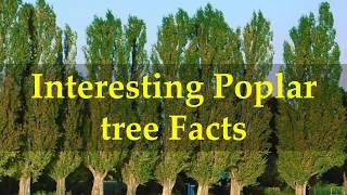 Interesting Poplar tree Facts