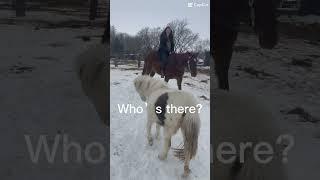 Bella always wants attention #laylakrauss #bella #equestrian #pony #mare #horseriding #fypシ #rolling