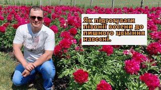 Вересневий догляд за півоніями. Як підготувати їх до пишного цвітіння.