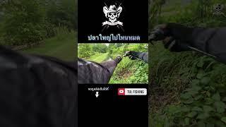 เจอแต่ไซส์รับแขก #ตกปลา #ชอบตกปลา #ปลาช่อน #กบยาง #fishing #streetfishing