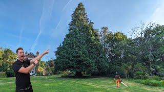 Our BIGGEST TREE to DATE! | 90ft Conifer Tree Removal