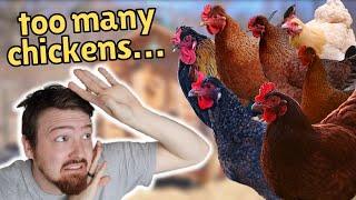 How Many CHICKENS is too many CHICKENS?