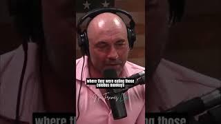 Joe Rogan & Elon Musk on The WAR Between CHIMPS 