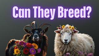 Can Goats Breed with Sheep? The Truth Revealed!