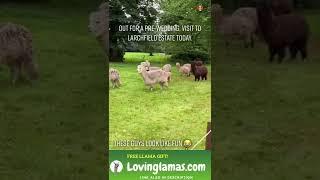 A Llama got curious #shorts