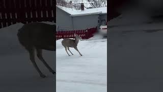 Deer Run Really Nice By @famodge