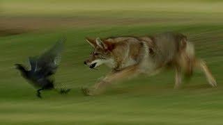 Coyote Hunts Birds | BBC Earth