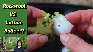 Germinating Seeds on Cotton Balls: an alternative to rockwool for hydroponic growing (Kratky too)