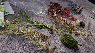 UNBOXING Dustin's Fish Tanks "Beautiful Plants Combo 4 For $19.95!" #aquaticplants #aquascape