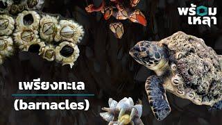 เพรียงทะเล (barnacles)