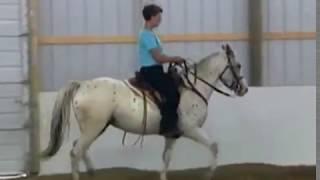 Beginning Gait Training on a Young Horse