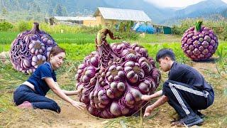 Farm life | Harvesting Giant Purple Garlic - Son has a strange disease and how to solve it