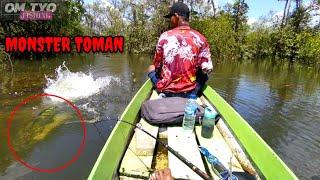 Casting toman || sambaran ikan toman besarr || serunya casting toman