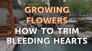 How To Trim Bleeding Hearts