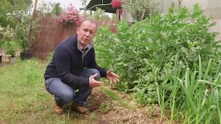 Les bonnes associations de plantes, fleurs et légumes au potager