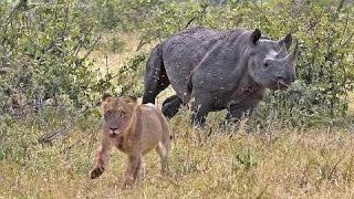 Documentary lion: lion vs rhino - Animal Film genre